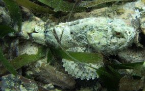 Spotted Scorpionfish - Scorpaena plumieri