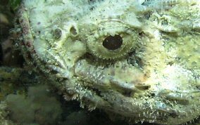 Spotted Scorpionfish - Scorpaena plumieri