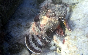 Spotted Scorpionfish - Scorpaena plumieri
