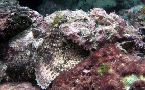 Spotted Scorpionfish - Scorpaena plumieri