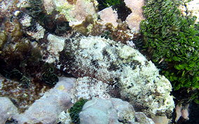 Spotted Scorpionfish - Scorpaena plumieri