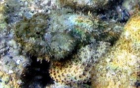 Spotted Scorpionfish - Scorpaena plumieri