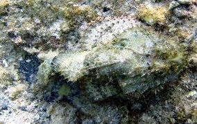 Spotted Scorpionfish - Scorpaena plumieri