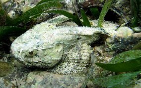 Spotted Scorpionfish - Scorpaena plumieri