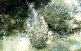 Spotted Scorpionfish - Scorpaena plumieri