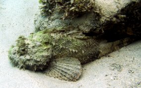 Spotted Scorpionfish - Scorpaena plumieri