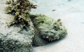 Spotted Scorpionfish - Scorpaena plumieri