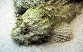Spotted Scorpionfish - Scorpaena plumieri