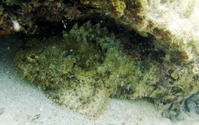Spotted Scorpionfish - Scorpaena plumieri
