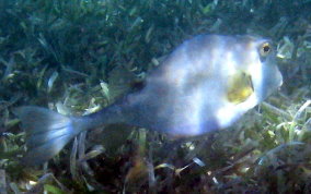 Buffalo Trunkfish - Lactophrys trigonus