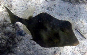 Buffalo Trunkfish - Lactophrys trigonus