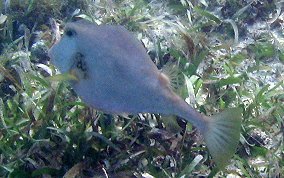 Buffalo Trunkfish - Lactophrys trigonus