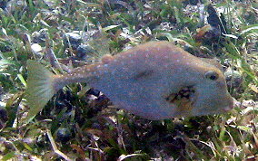Buffalo Trunkfish - Lactophrys trigonus