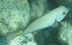 Redfin/Yellowtail Parrotfish- Sparisoma rubripinne