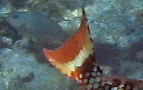 Stoplight Parrotfish - Sparisoma viride
