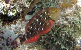 Stoplight Parrotfish - Sparisoma viride