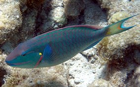 Stoplight Parrotfish - Sparisoma viride