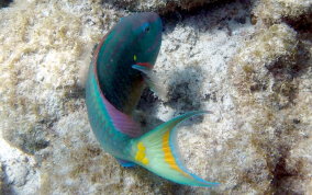 Stoplight Parrotfish - Sparisoma viride