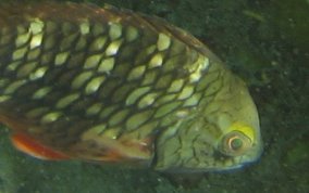 Stoplight Parrotfish - Sparisoma viride
