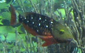 Stoplight Parrotfish - Sparisoma viride
