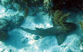 Nurse Shark - Ginglymostoma cirratum