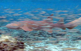 Nurse Shark - Ginglymostoma cirratum