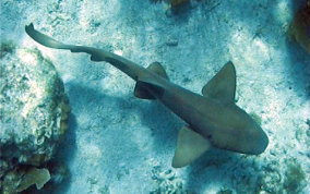 Nurse Shark - Ginglymostoma cirratum