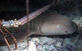 Nurse Shark - Ginglymostoma cirratum