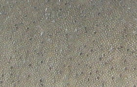 Nurse Shark Skin - Ginglymostoma cirratum