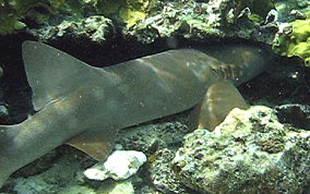 Nurse Shark - Ginglymostoma cirratum