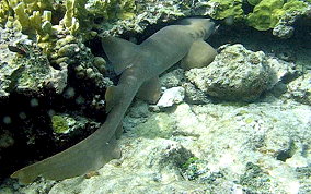 Nurse Shark - Ginglymostoma cirratum