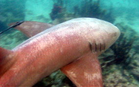 Nurse Shark - Ginglymostoma cirratum