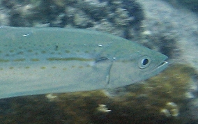 Cero Mackerel - Scomberomorus regalis