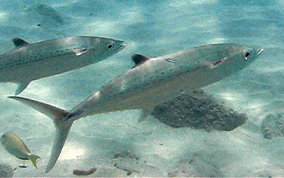 Cero-Mackerel