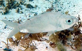 Flagfin Mojarra - Eucinostomus melanopterus