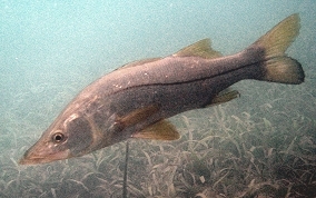 Common Snook - Centropomus undecimalis
