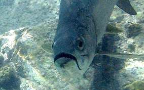 Tarpon - Megalops atlanticus