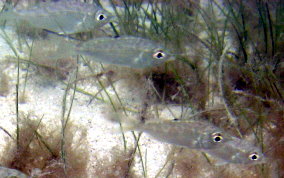 Mottled Mojarra - Eucinostomus lefroyi
