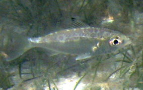 Mottled Mojarra - Eucinostomus lefroyi