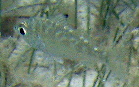 Mottled Mojarra - Eucinostomus lefroyi