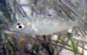 Mottled Mojarra - Eucinostomus lefroyi