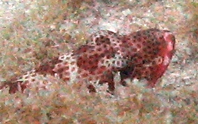 Red Hind - Epinephelus guttatus