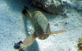 Red Hind - Epinephelus guttatus