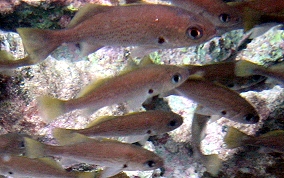 Reef Croaker - Odontoscion dentex