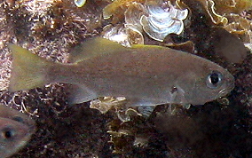 Reef Croaker - Odontoscion dentex