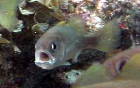 Reef Croaker - Odontoscion dentex