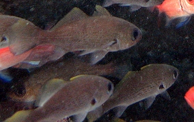 Reef Croaker - Odontoscion dentex