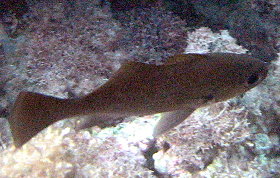Reef Croaker - Odontoscion dentex