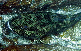 Rock Hind - Epinephelus adscensionis