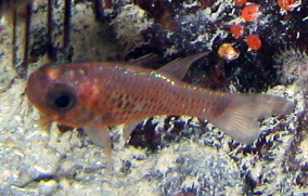 Dusky Cardinalfish - Phaeoptyx pigmentaria